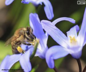 yapboz Arı, Bal arısı toplama polen